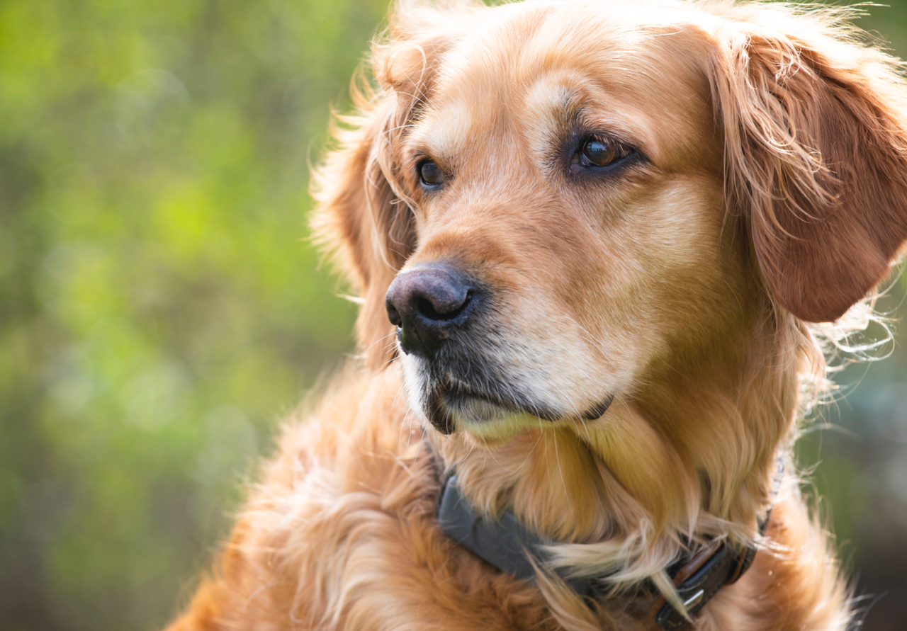 Fressnapf – Dog-Tracker für mehr Hundeglück